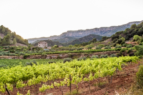 CELLER CRIVELLé I VALLS