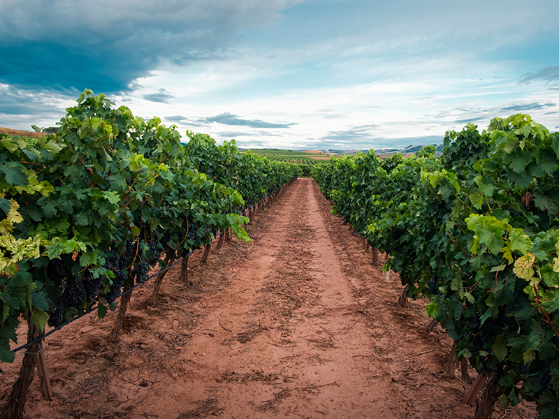 Discover the wines of La Rioja