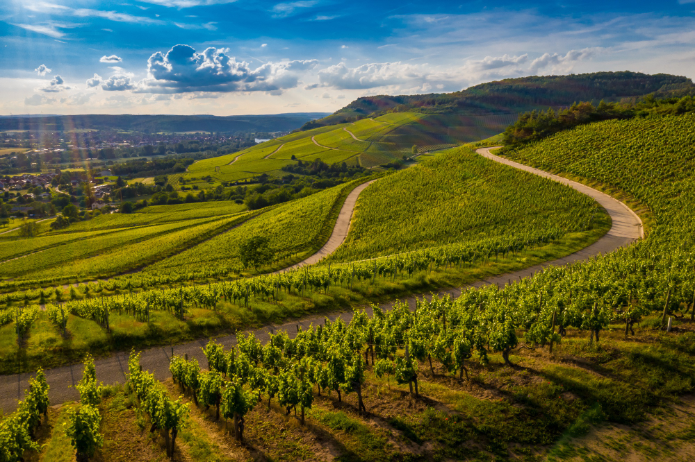 Exploring the Best Summer Destinations for Wine Enthusiasts